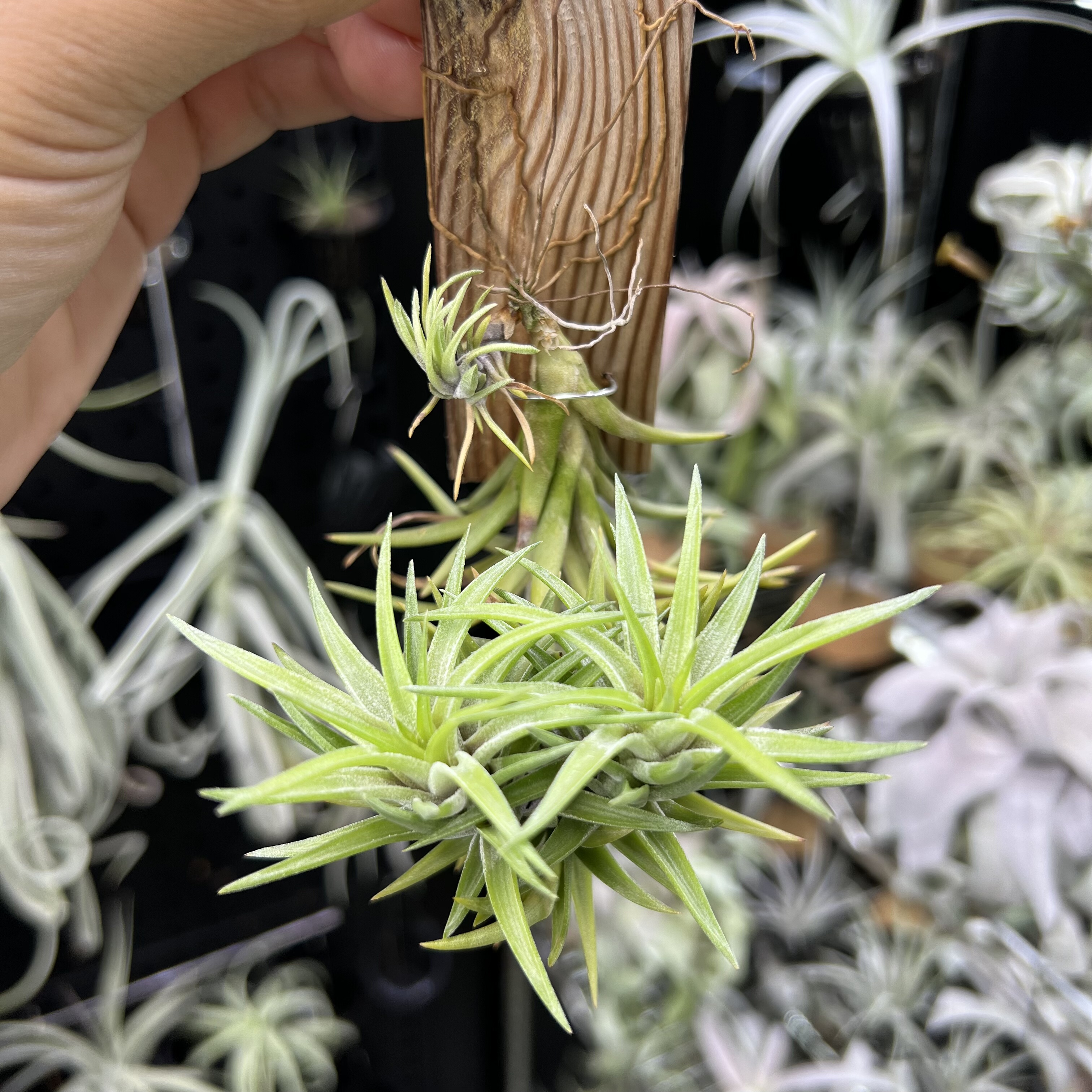 忘记它空气凤梨新奇无土懒人室内桌面绿植物造景顺丰包邮