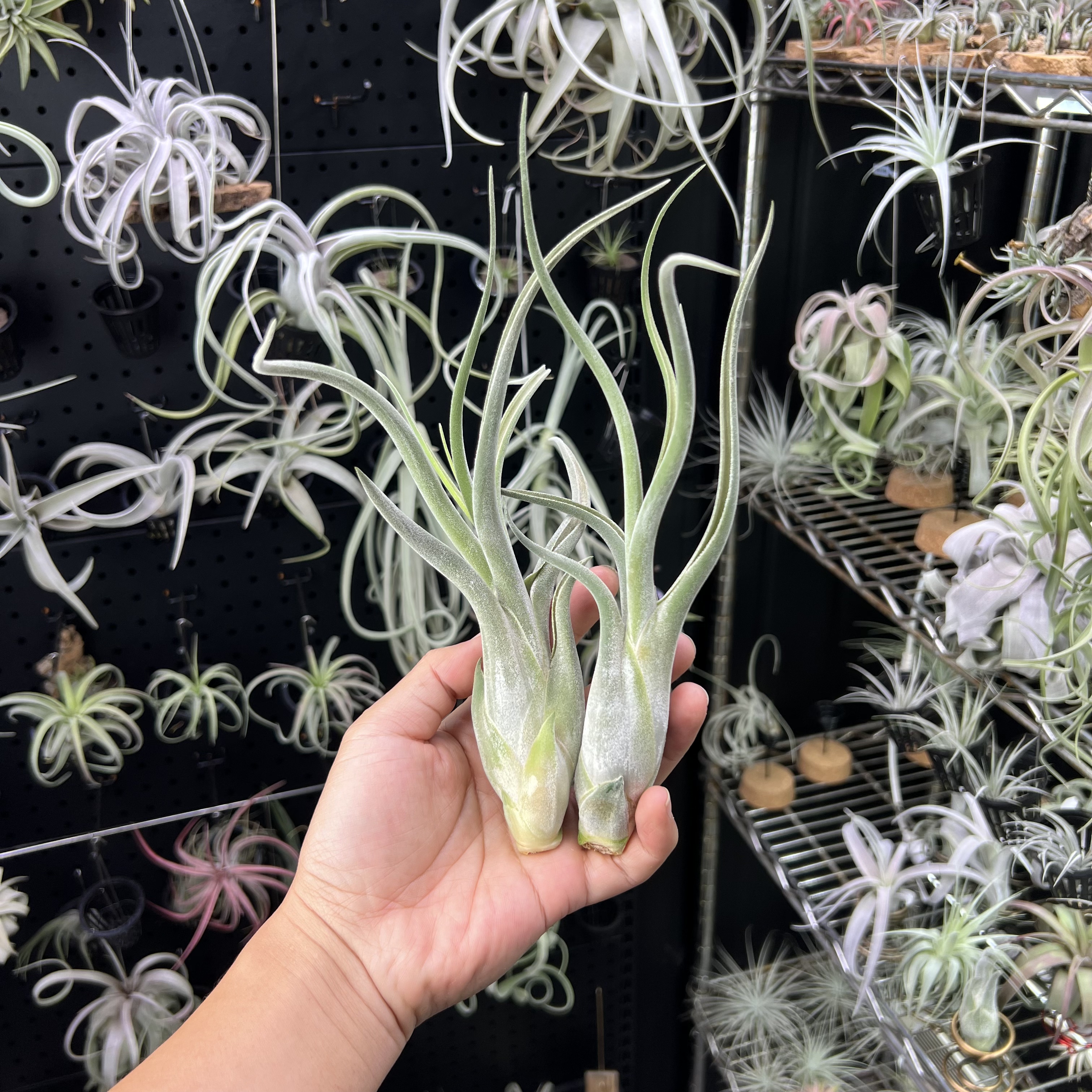 随机发货美杜莎空气凤梨新奇无土懒人室内桌面绿植物造景顺丰包邮
