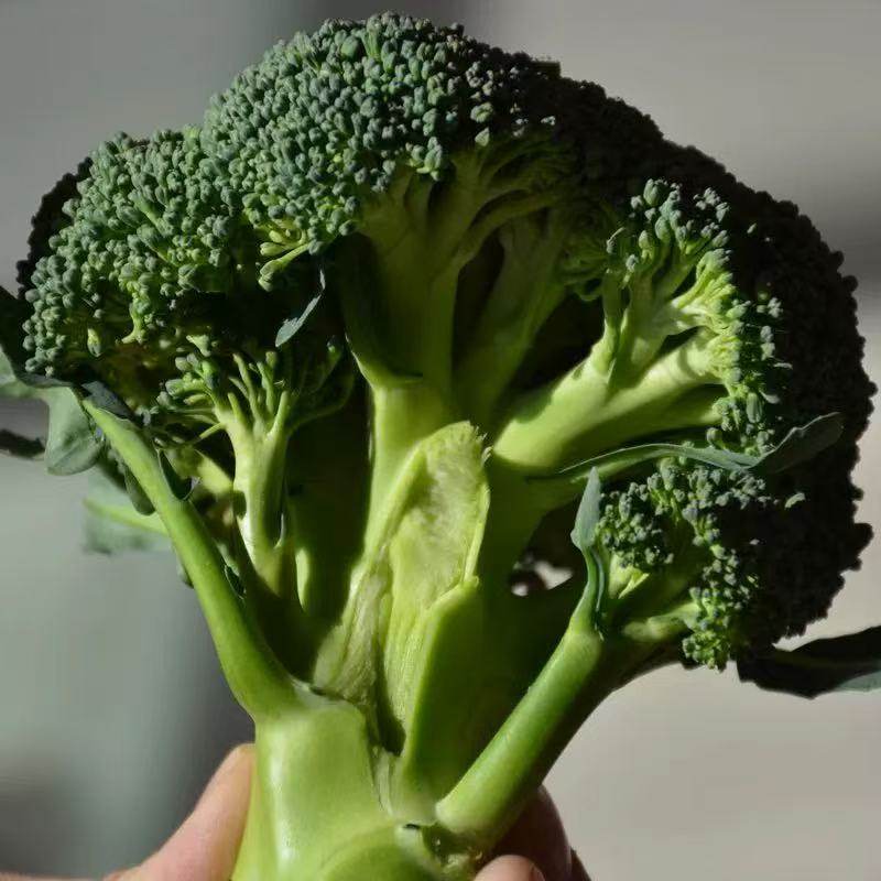 当季新鲜蔬菜西兰花花菜时令蓝花花椰菜青花菜现摘沙拉脆嫩减脂,水产肉类/新鲜蔬果/熟食,西兰花/花菜,淘宝优惠券,粉丝福利购,淘宝优惠卷