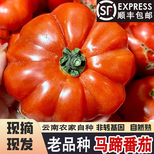 沙瓤马蹄番茄自然熟西红柿生吃甜