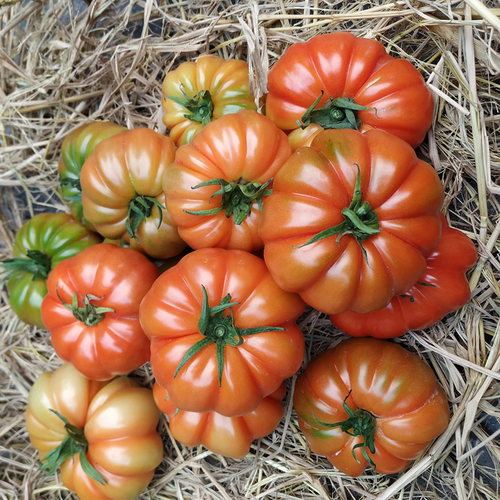 云南老品种丑番茄孕妇生熟两吃