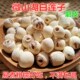 包邮 新货新鲜莲子熬莲子粥粉糯易煮500g 微山湖磨皮白莲 农家自产