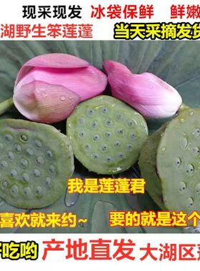 微山湖新鲜莲蓬生吃即食莲子野生笨莲蓬鲜莲蓬当天采摘发33朵莲蓬