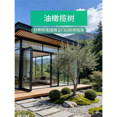 油橄榄树果苗盆栽老桩真