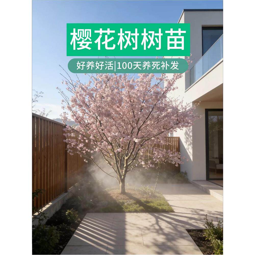 樱花树苗庭院大树染井吉野日本观赏南北方种植地栽耐寒早晚樱重瓣