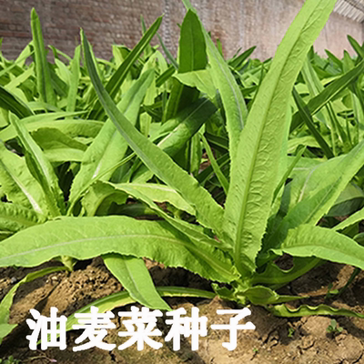 蔬菜盆栽春季油麦菜种子