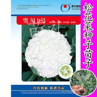 雪川1号花椰菜种苗子种籽青梗菜松花菜种子早熟菜花寿光花菜