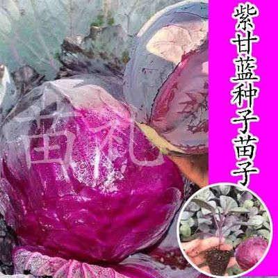 紫阳紫甘蓝紫阳紫甘蓝种苗子红包