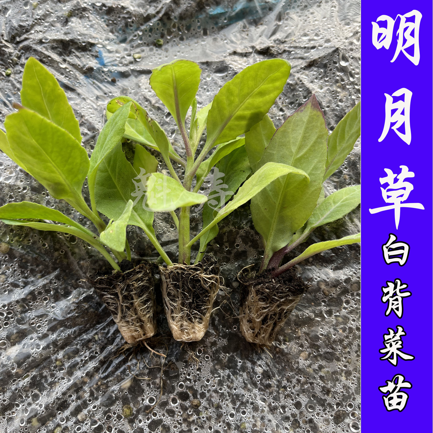 明月草盆栽降糖草白背三七白子菜长寿菜阳台绿植保健菜泰国仙草