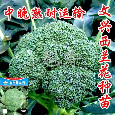 魁寿四季简单西兰花便宜