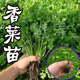 香菜苗四季 小香菜种子大叶芫荽种苗阳台种植蔬菜盆栽四季 蔬菜种孑