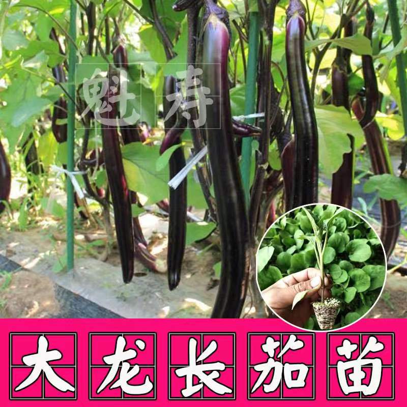 寿光嫁接茄子苗秧精品快圆大龙长茄绿冠线茄野生托鲁巴姆砧木种子