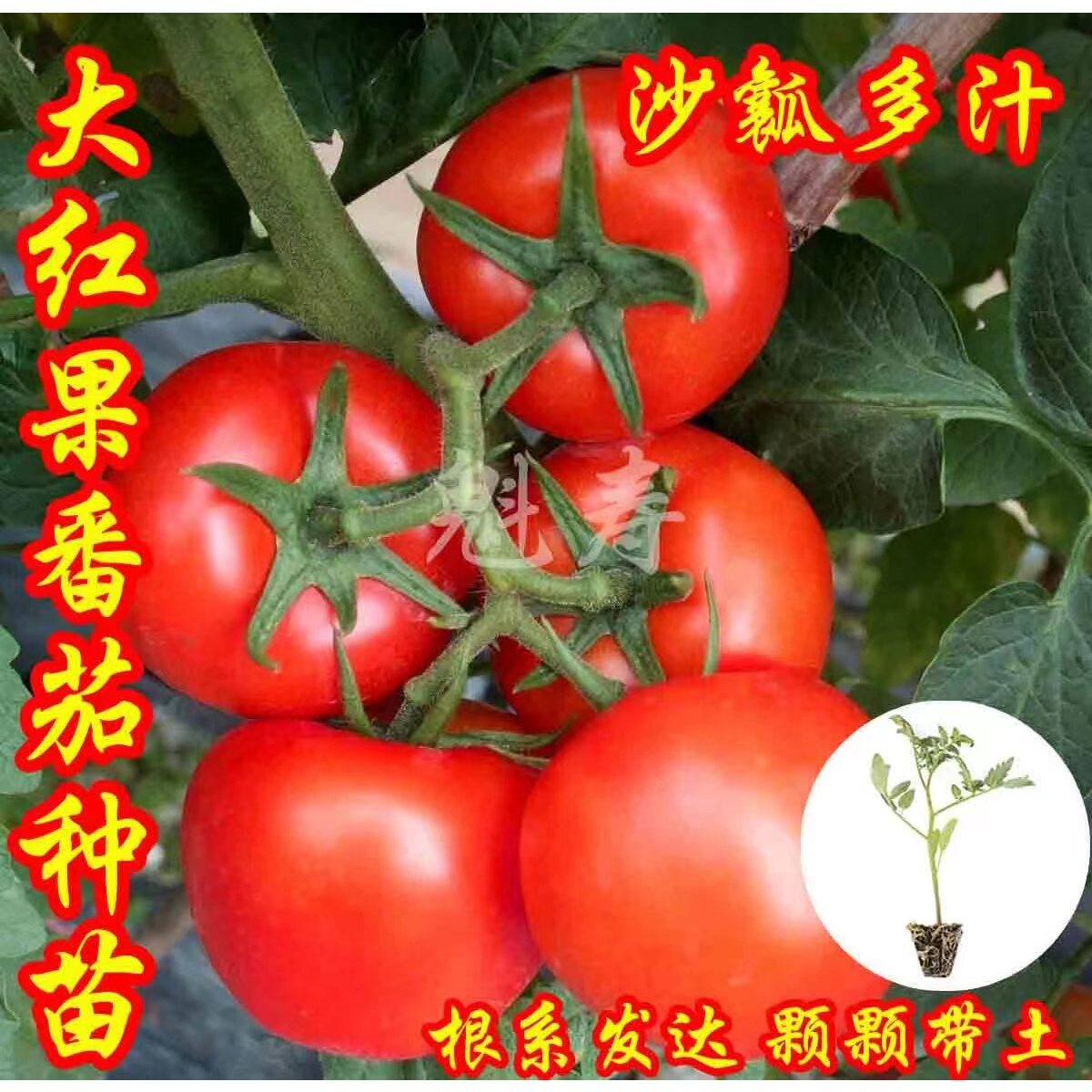 魁寿春秋种苗大红番茄苗蔬菜蔬菜