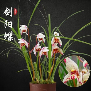 兰花莲瓣兰剑阳蝶兰花盆栽名贵浓香室内好养花卉绿植走廊草本庭院