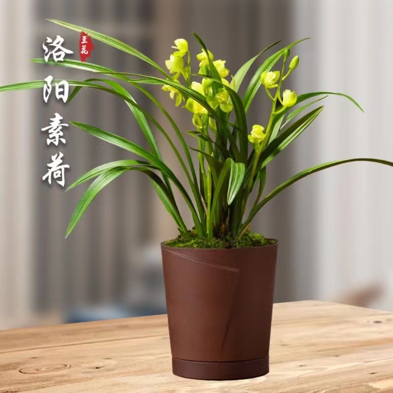 清雅兰花建兰四季兰苗夏季兰洛阳素荷 素君荷 君荷 国兰