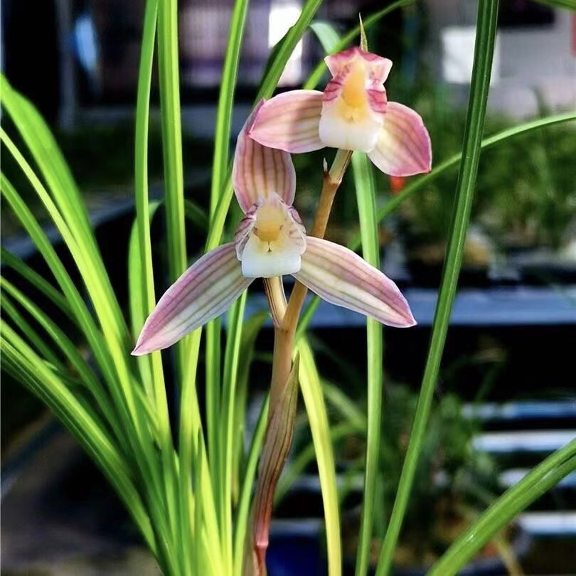 莲瓣兰人面桃花浓香型红花赤壳素室内盆栽绿植花卉