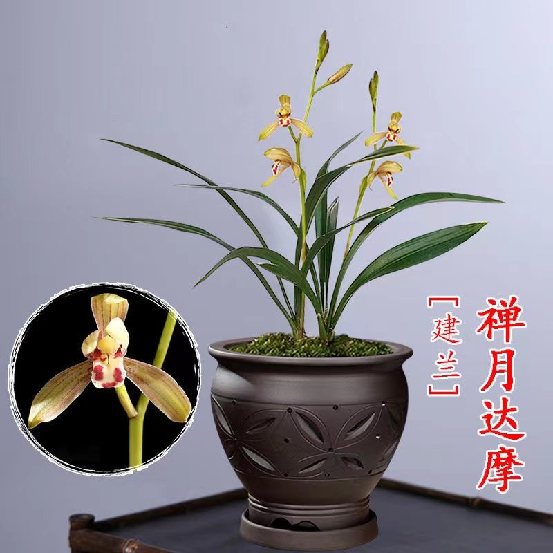 建兰金边禅月达摩 夏天开花 浓香好养