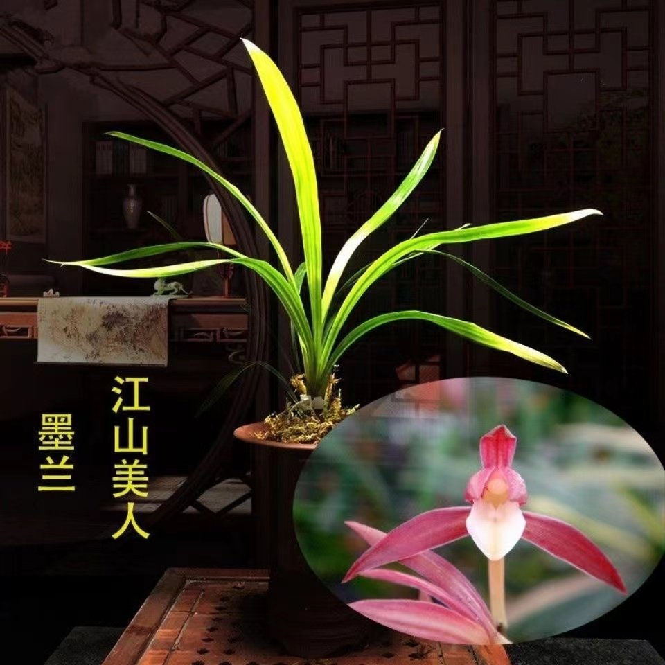 墨兰江山美人花苗盆栽花卉浓香好养