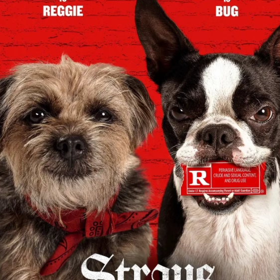 电影复仇狗联盟 strays 流浪狗(2023)中字非宣传画%%%%%