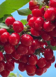 直播间一物一拍杏树李子树梨树