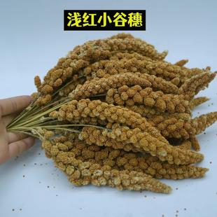 红谷穗鸟粮零食小红谷穗鹦鹉粮红谷子穗鸿运文鸟雀鸟虎皮鹦鹉谷穗