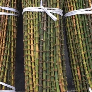 密节短节竹鞭竹根diy直径长抄网