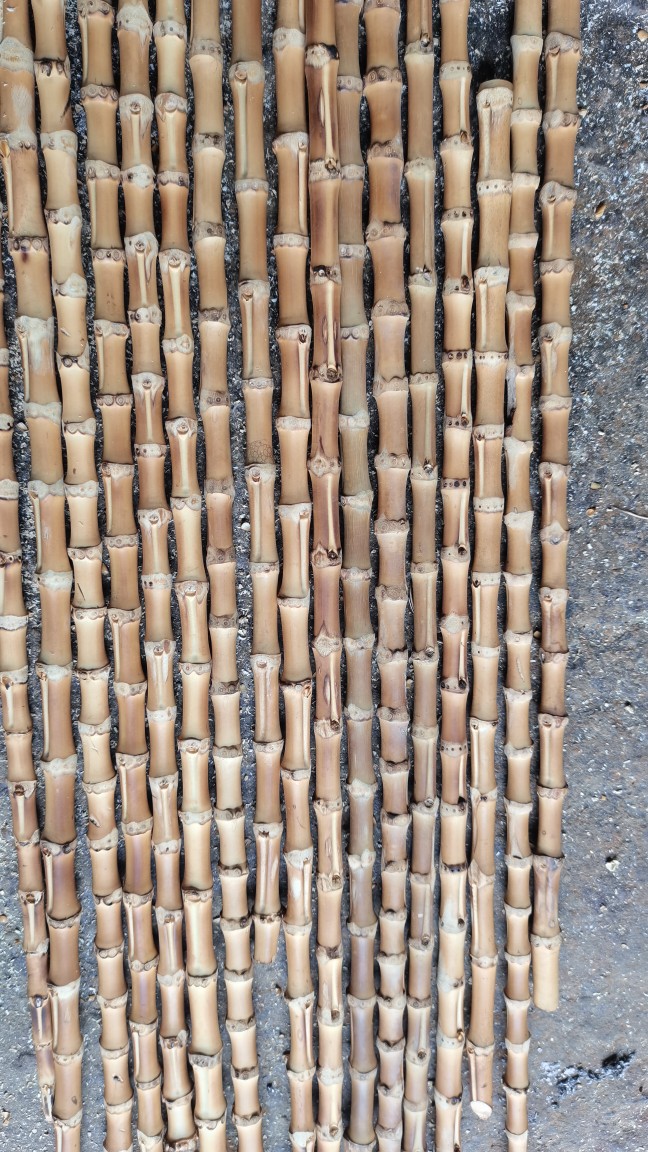 密节竹鞭竹根直径8-15毫米左右长度10CM-100CM细竹鞭18768233560