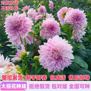 进口重瓣大丽花种球根盆栽室内外庭院地栽大丽菊地瓜花苗花卉植物