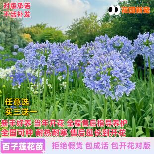 百子莲夏日之恋花苗多年生种球庭院阳台花卉根茎盆栽植物耐寒耐热