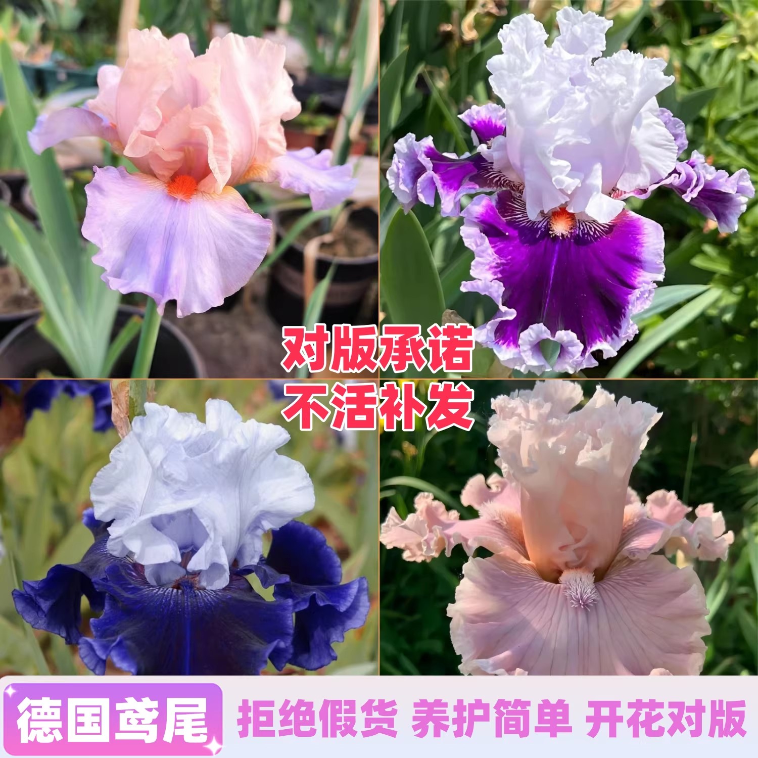 德国鸢尾种球根鸢尾花苗多年生阳台庭院绿植耐热耐旱耐寒地栽植物