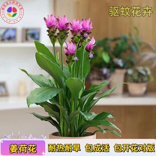 进口姜荷花种球四季开花室内外阳台盆栽地栽耐寒耐热植物花卉绿植