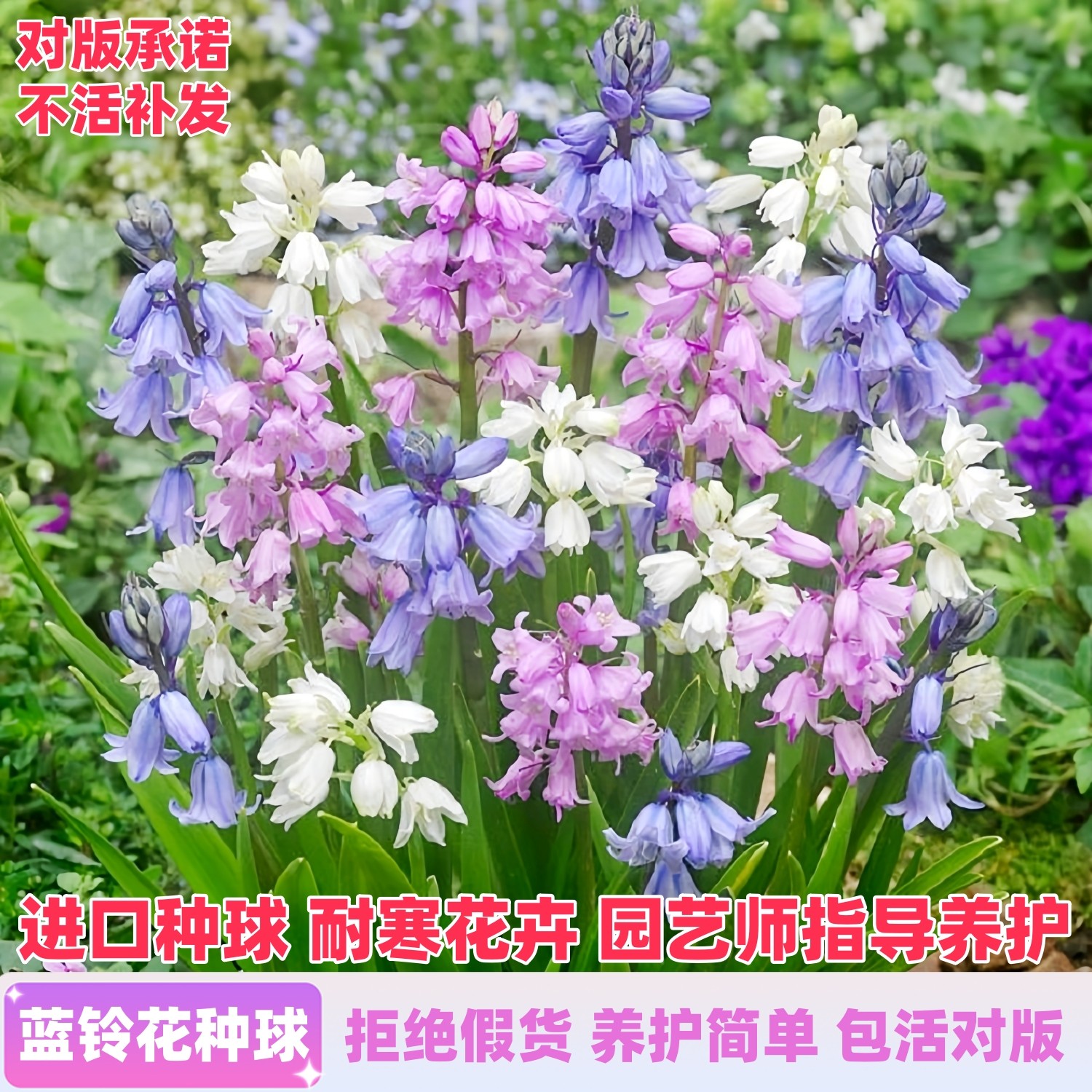 进口蓝铃花种球雪片莲根