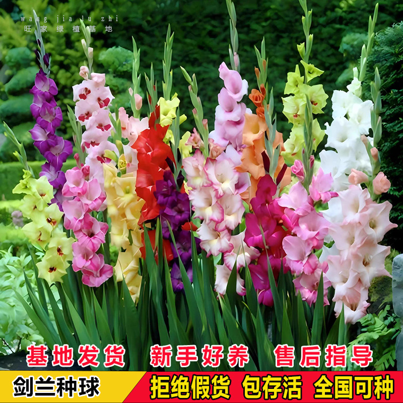进口剑兰种球唐菖蒲花苗