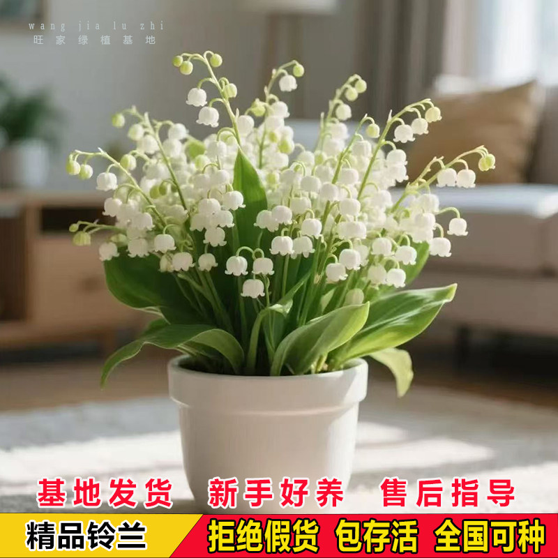 铃兰花苗带花芽带根多年