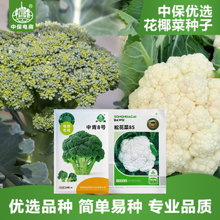 农科院菜花种子紫花椰菜宝塔青花菜西蓝兰花矮脚松花菜蔬菜种