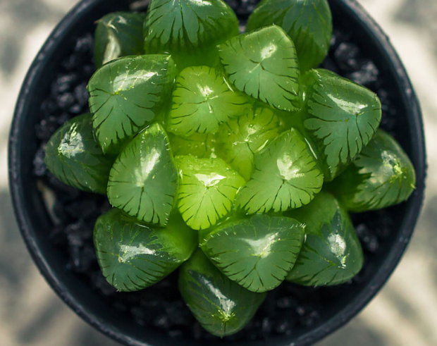 云南精品玉露多肉冰灯玉露水晶玉露帝王玉露雪花玉露琥珀玉露楼兰|ruв категории доставка цветов/цветок моделирования/растения садоводства, цветок/растения в горшках (новый), Суккуленты - от Buy2taobao.com для оказания профессиональной услуги покупки агента Taobao