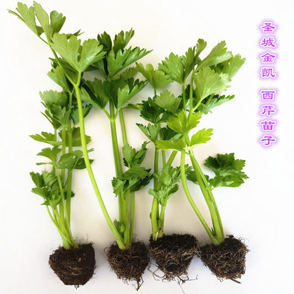 西芹苗子优质四季芹菜苗香芹苗山芹菜苗食用阳台盆栽种蔬菜种苗