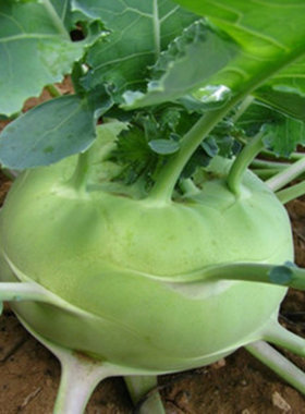 蔬菜庭院阳台盆栽种植水果甘蓝