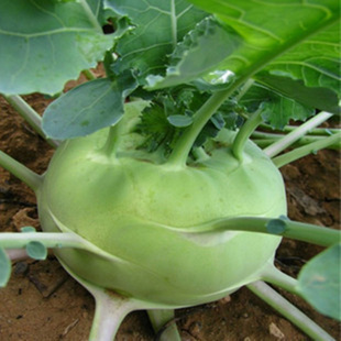 苤兰种子丕蓝球茎甘蓝庭院阳台盆栽四季种植热销蔬菜瓜水果花草籽