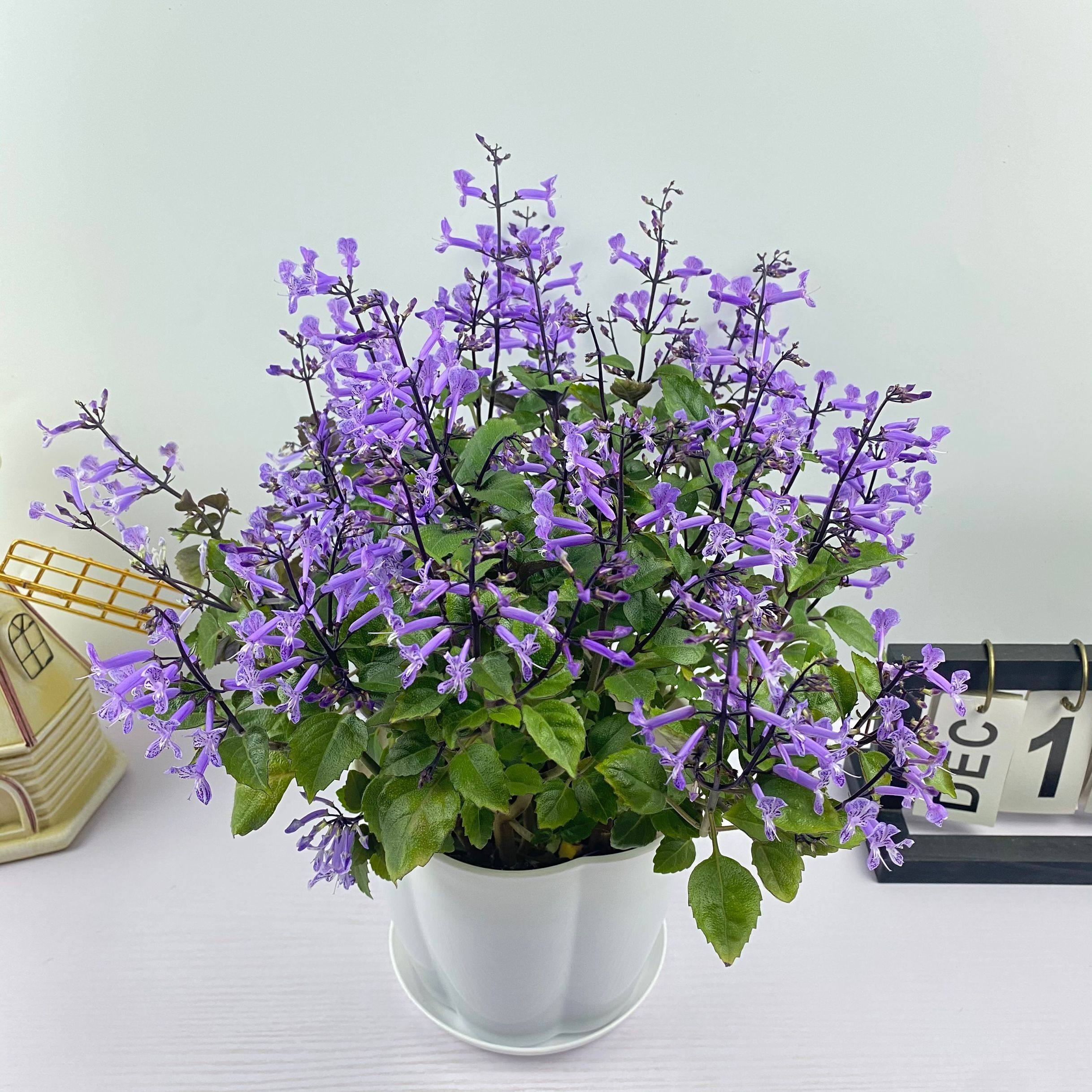 薰衣草盆栽室内吸毒草植物莫纳特丽莎香茶菜阳台庭院花卉香草植物