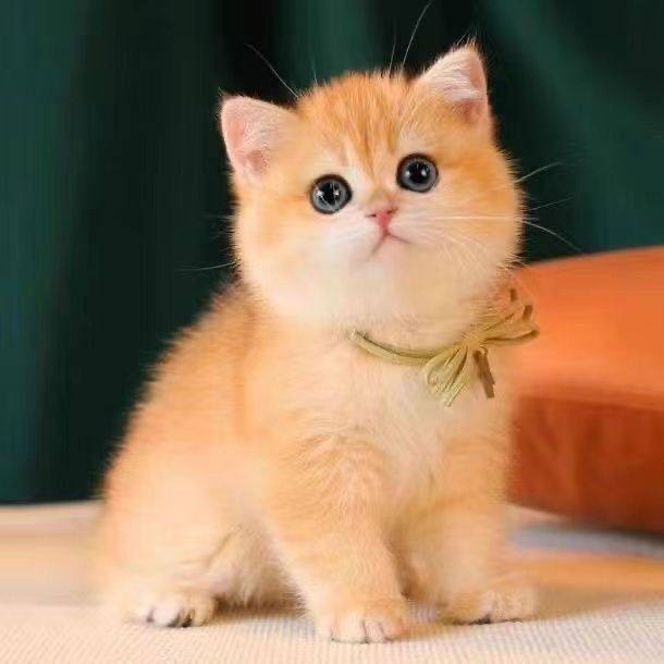 现货家养猫中华田园狸花猫活体纯其它服饰配件
