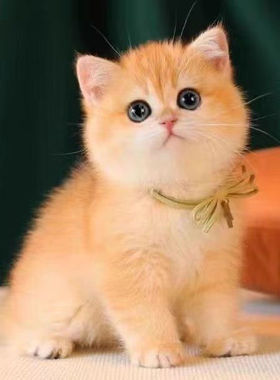 现货家养猫中华田园狸花猫活体纯黑猫白猫三花猫小可爱幼猫捕鼠猫