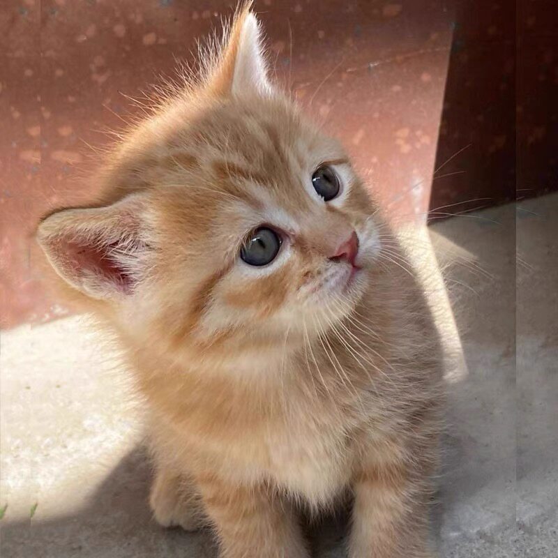 橘猫幼崽中华田园猫狸花猫纯黑猫白猫奶牛猫三花小可爱捕鼠猫活体