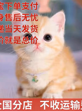 家养猫中华田园猫狸花猫活体纯黑猫白猫三花猫小可爱幼猫捕鼠猫