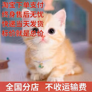 家养猫中华田园猫狸花猫活体纯黑猫白猫三花猫小可爱幼猫捕鼠猫