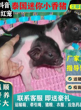 泰国小香猪宠物猪荷兰猪活体迷你宠物活物猪家养小型萌宠幼崽粉猪