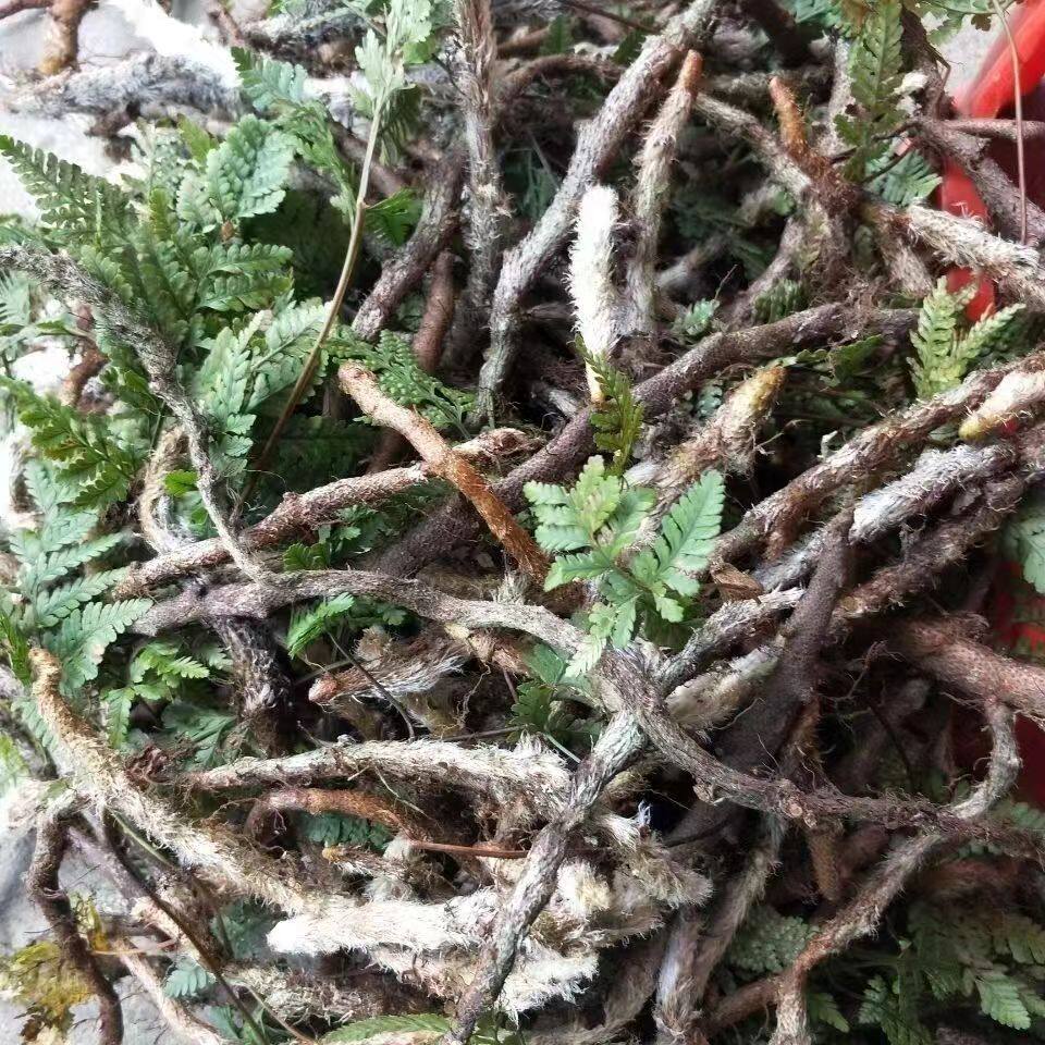 中草药白毛蛇 上树蛇  阴石蕨 毛石蚕石祈蛇 白毛骨碎补下单现采