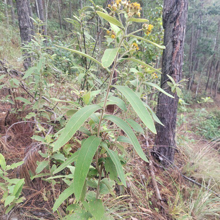 过饥草闽南白毛将军马甘蔗丁桂辛苦草羊耳菊根兔子耳朵乌根新鲜