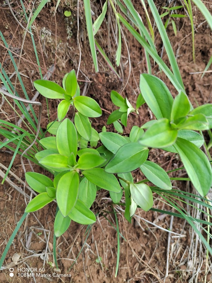 原生态龙胆草中药材野蚕豆根 整颗龙胆草正品苦胆草 下单现采新鲜
