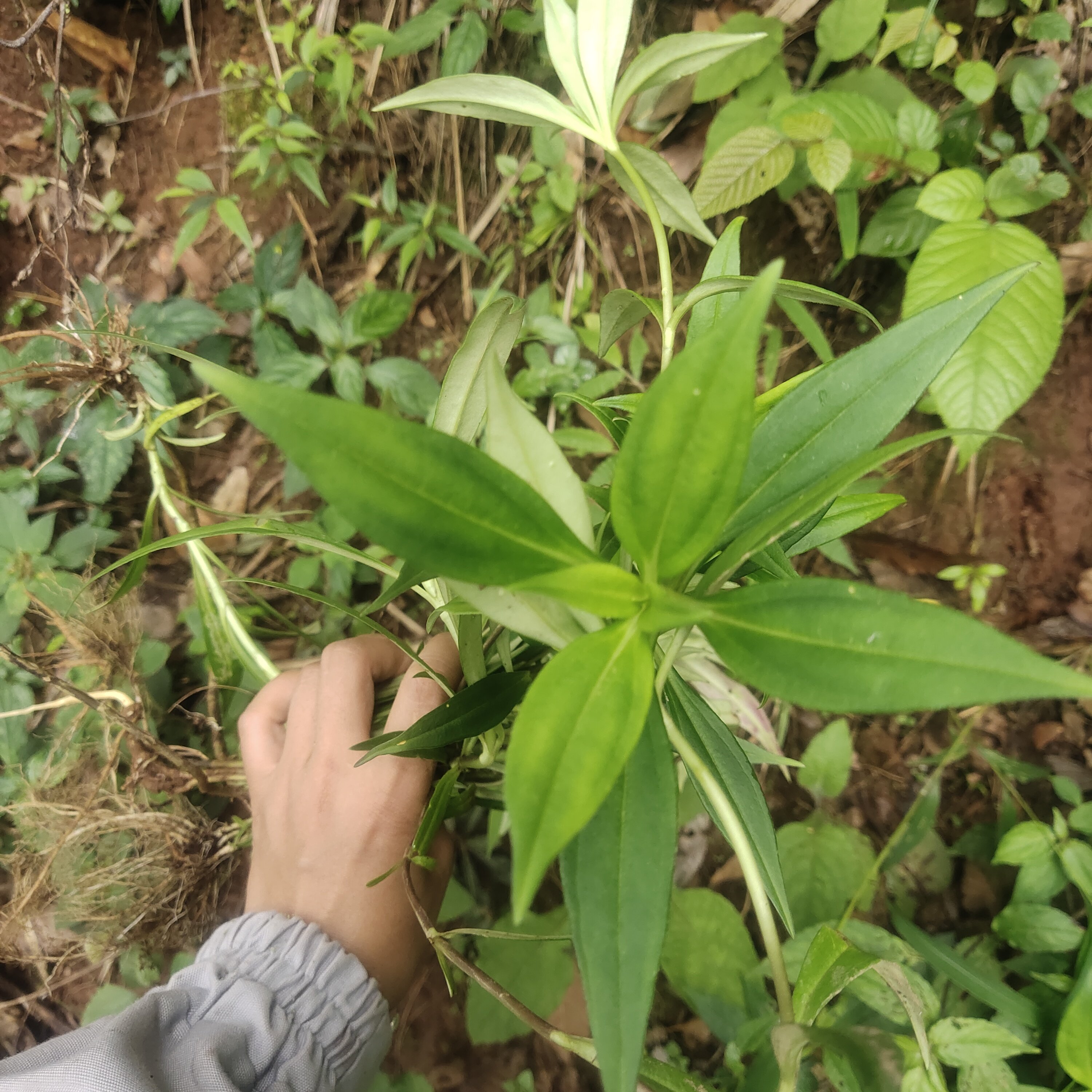 云南新鲜野小龙胆草全草 地胆草龙胆草根整株中草药鲜货中药